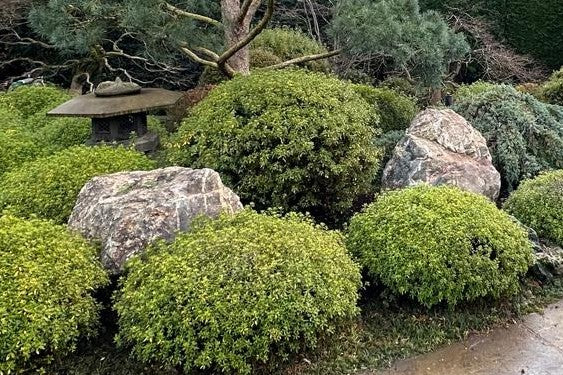800kg - 1 tonne Large Glacial Boulders for Garden Features, Rockery Features, Water Features