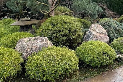 800kg - 1 tonne Large Glacial Boulders for Garden Features, Rockery Features, Water Features