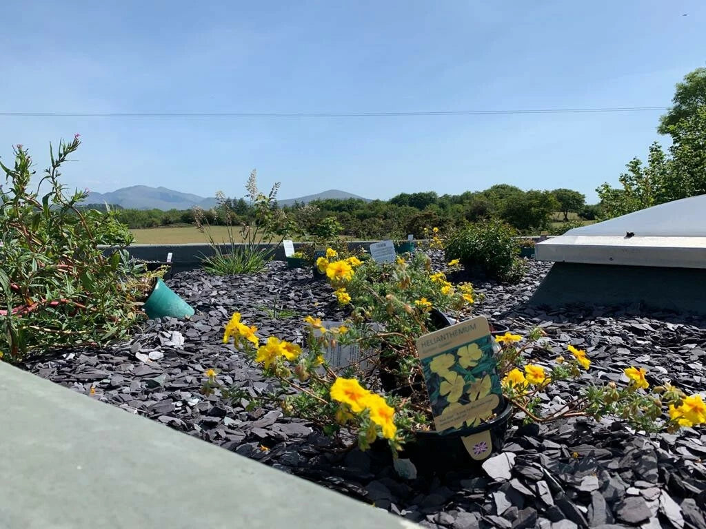PLUM SLATE CHIPPINGS 40mm DECORATIVE STONE AGGREGATES