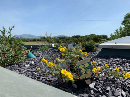 PLUM SLATE CHIPPINGS 40mm DECORATIVE STONE AGGREGATES
