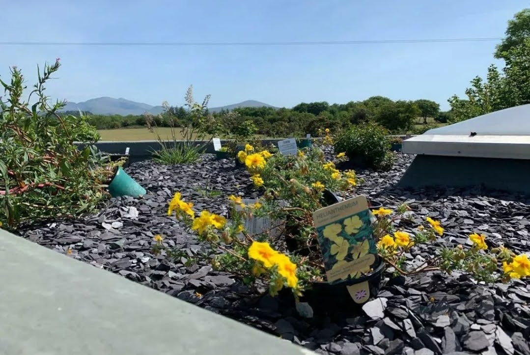 PLUM SLATE CHIPPINGS 40mm DECORATIVE STONE AGGREGATES