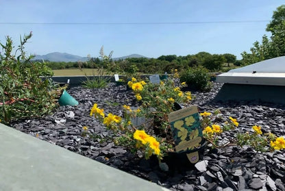 PLUM SLATE CHIPPINGS 40mm DECORATIVE STONE AGGREGATES